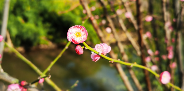 广福园陵-园区环境