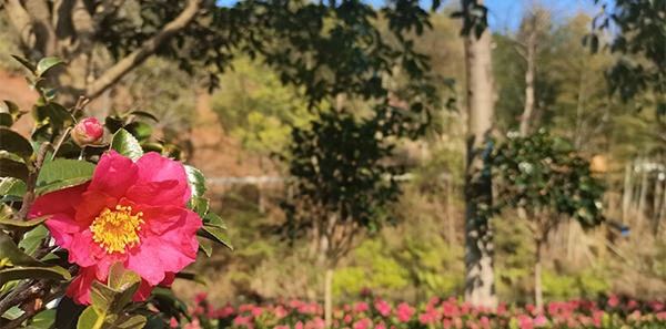 广福园陵-园区环境
